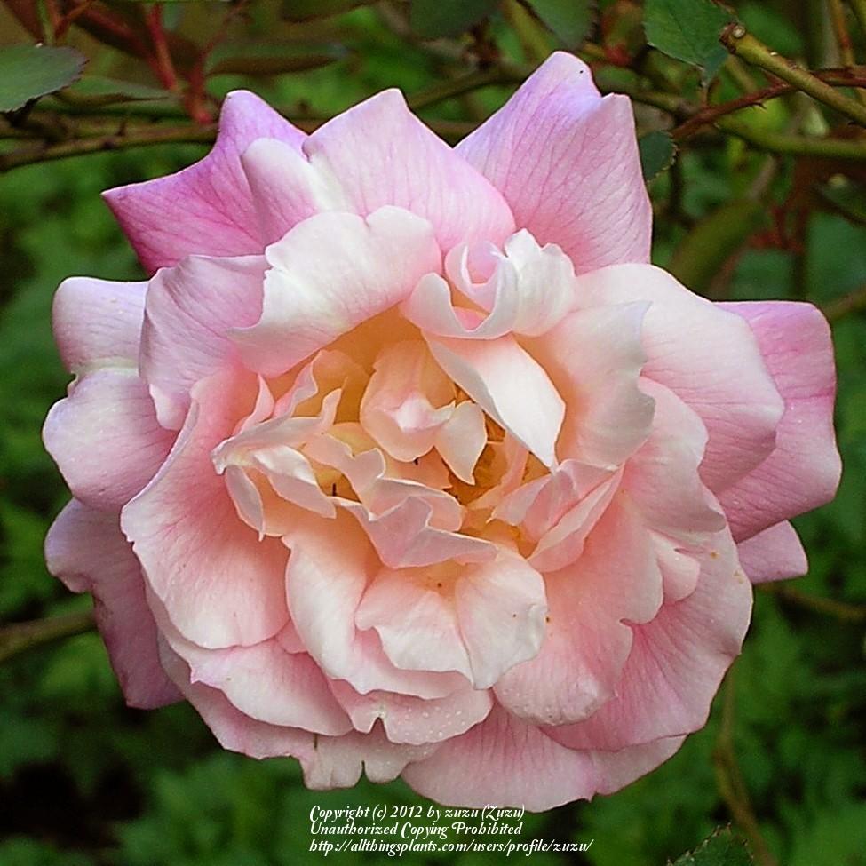 Photo of Tea Rose (Rosa 'Maman Cochet') uploaded by zuzu