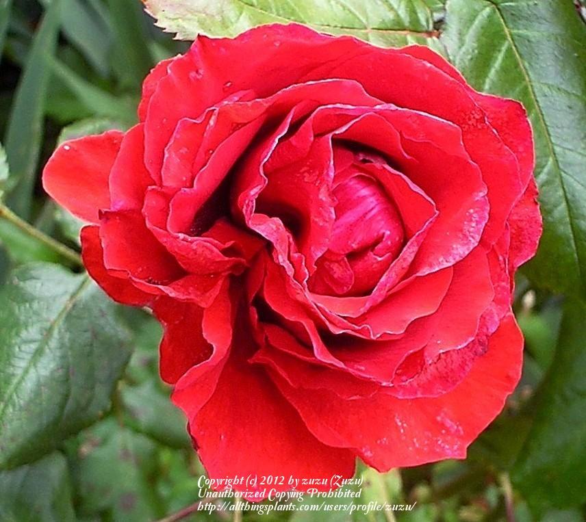 Photo of Rose (Rosa 'Ole') uploaded by zuzu