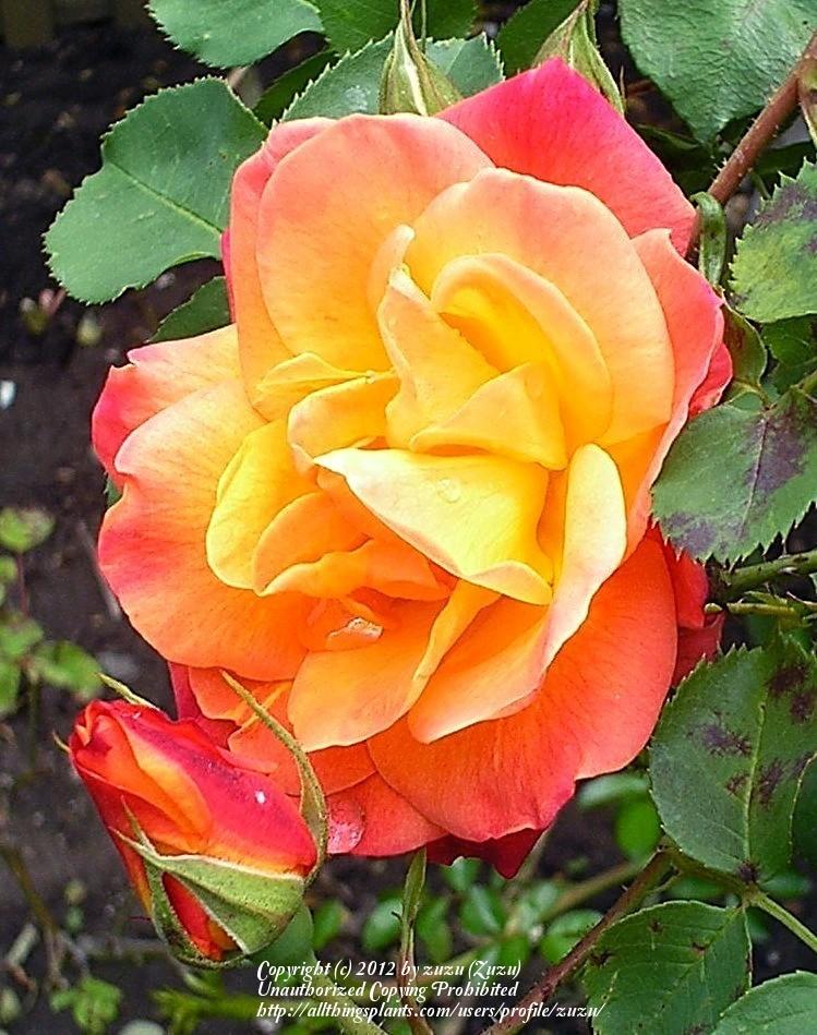 Photo of Rose (Rosa 'Joseph's Coat') uploaded by zuzu