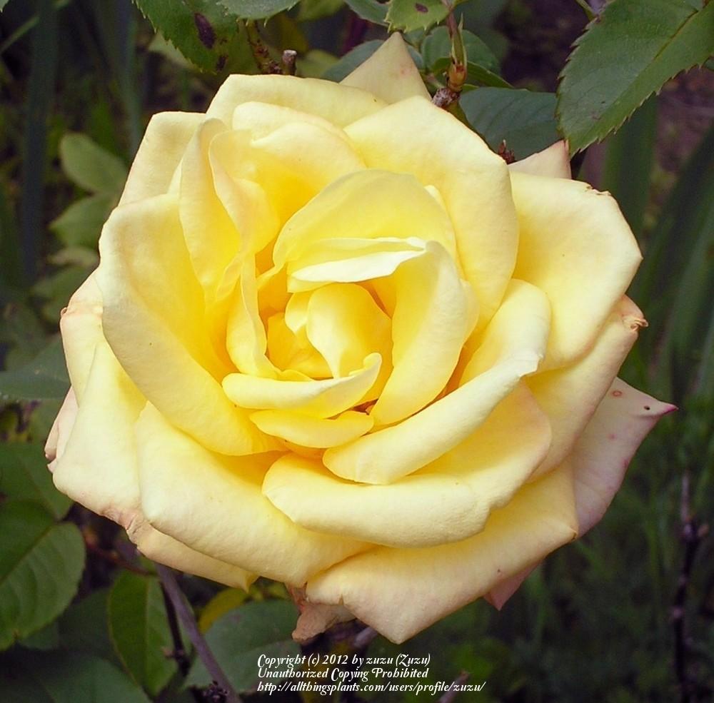 Photo of Rose (Rosa 'Gold Medal') uploaded by zuzu