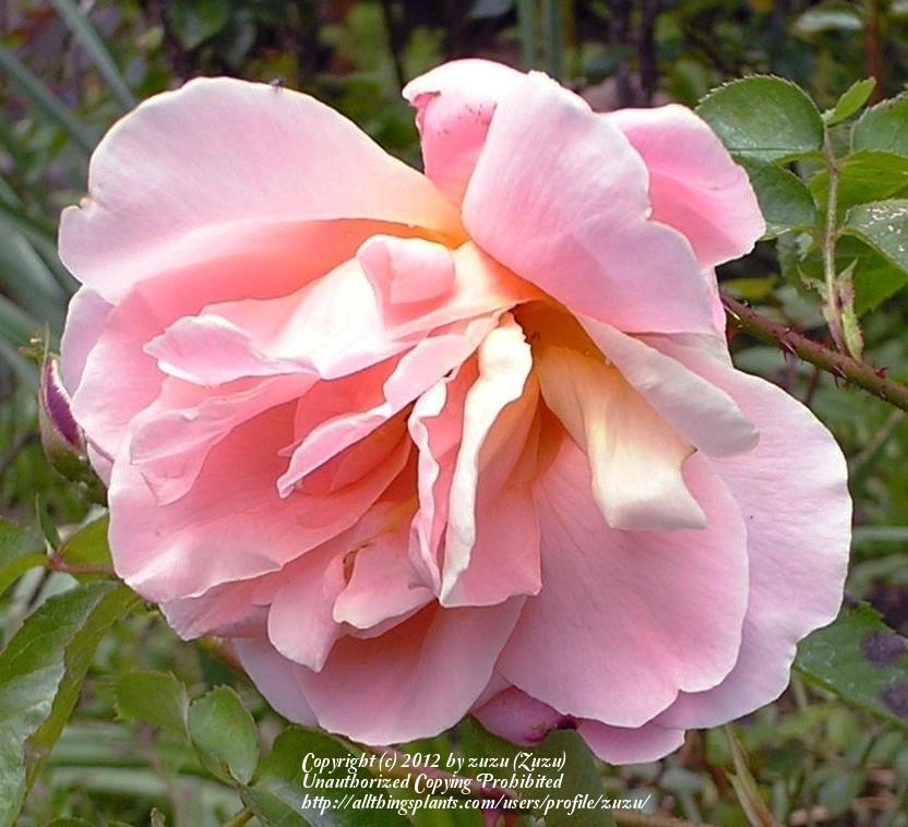 Photo of Rose (Rosa 'Mari Dot') uploaded by zuzu