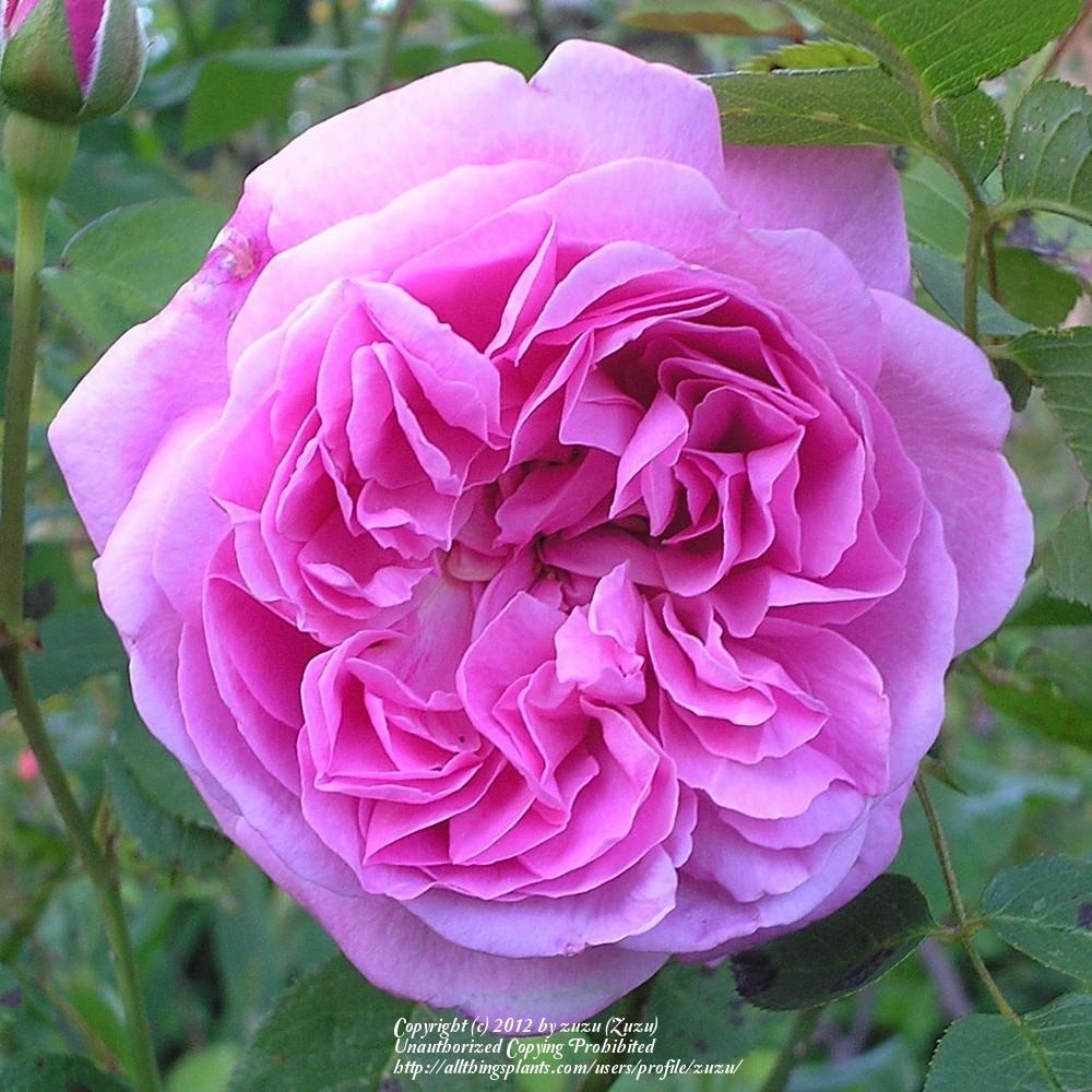 Photo of Rose (Rosa 'Mary Rose') uploaded by zuzu