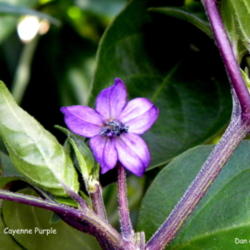 Location: Zone 5
Date: 2010-08-06
Cayenne Purple Flower