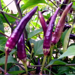 Location: Zone 5
Date: 2010-07-09
Cayenne Purple