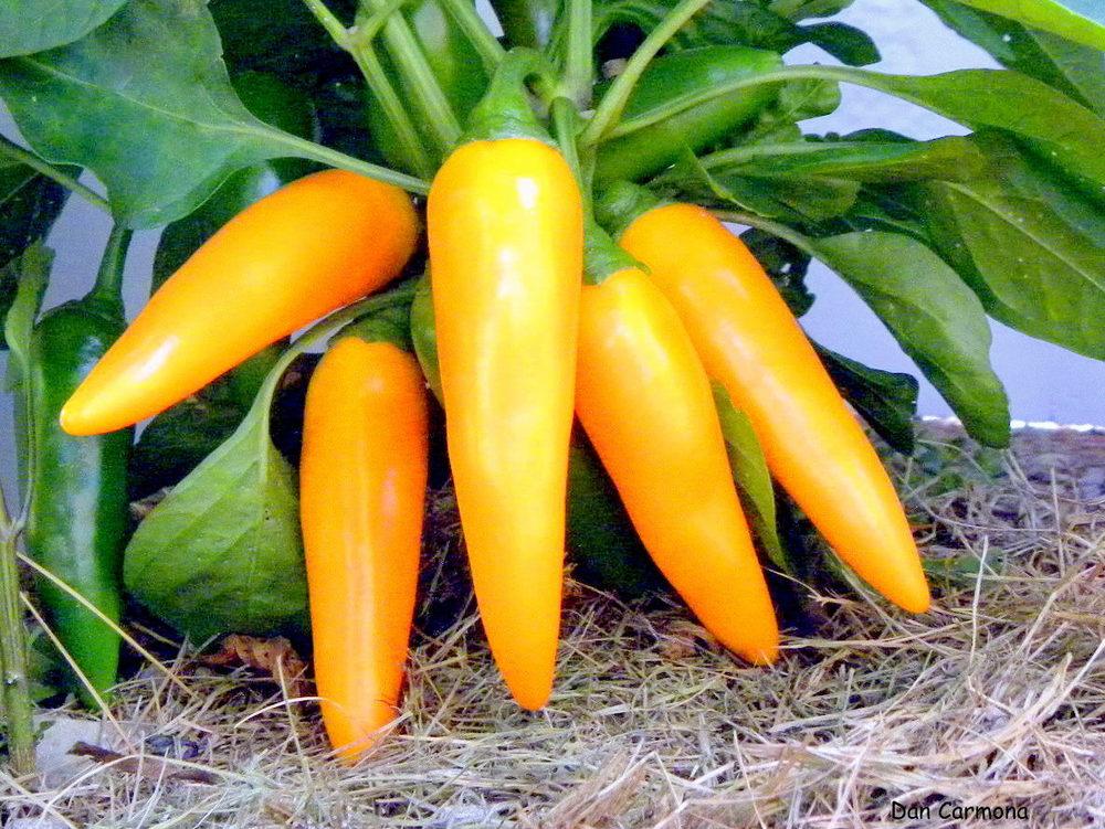 Photo of Hot Pepper (Capsicum annuum 'Bulgarian Carrot') uploaded by DanCarmona