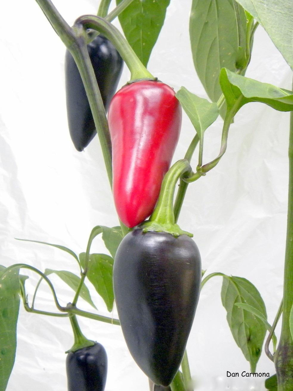Peppers Plant Care and Collection of Varieties