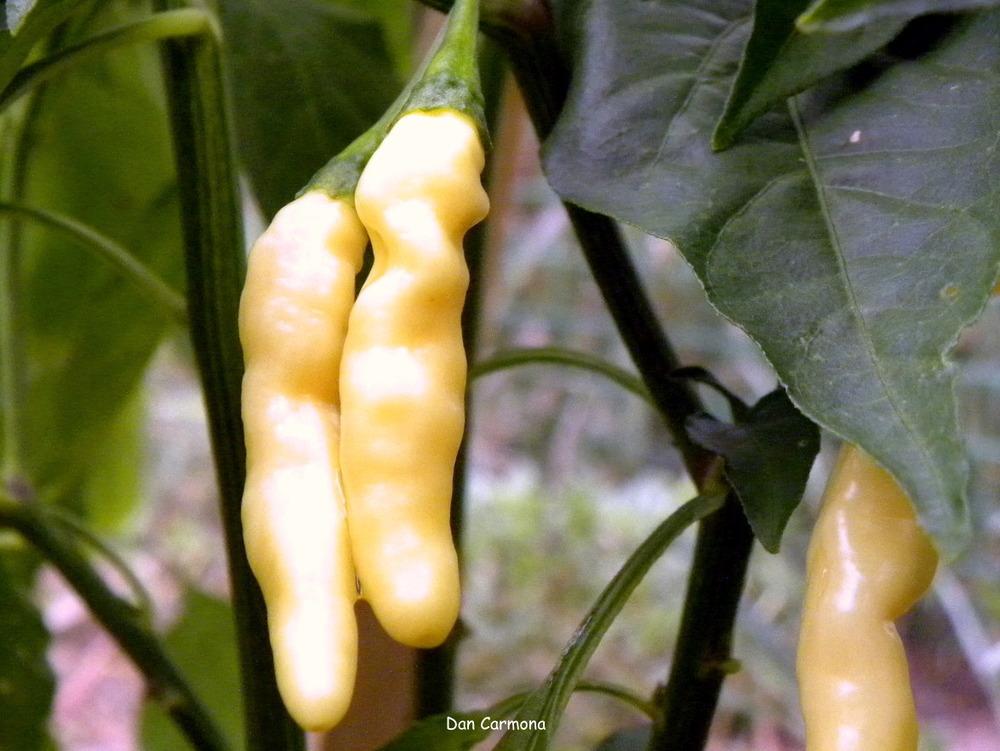 Photo of Hot Pepper (Capsicum sinense 'Aribibi Gusano') uploaded by DanCarmona