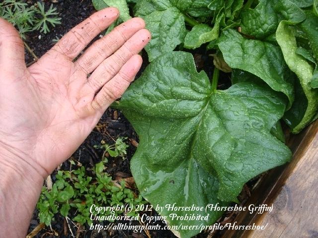 Photo of Spinach (Spinacia oleracea 'Gigante d'Inverno') uploaded by Horseshoe