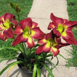 Location: Little Garden of Big Dreams - Dayton, KY
Date: 2009
This plant is a super bloomer!