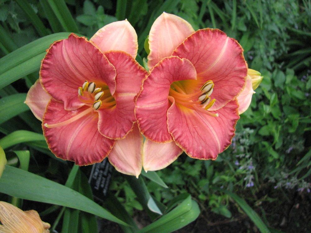 Photo of Daylily (Hemerocallis 'Lillian's Tears and Roses') uploaded by Lilydaydreamer