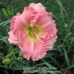 Location: Little Garden of Big Dreams - Dayton, KY
Date: 2011-06-20
Bright pretty pink