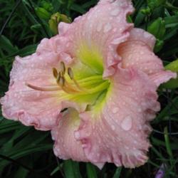 Location: Little Garden of Big Dreams - Dayton, KY
Date: 2010
fresh bloom after a rain shower