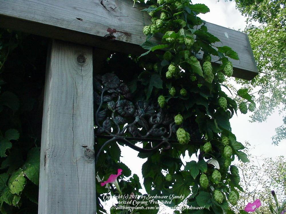 Photo of Hops (Humulus lupulus) uploaded by Seedsower