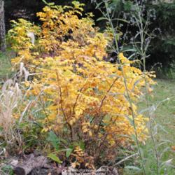 Location: My Northeastern Indiana Gardens - Zone 5b
Date: 2011-11-07
Gold Autumn leaves in zone 5.