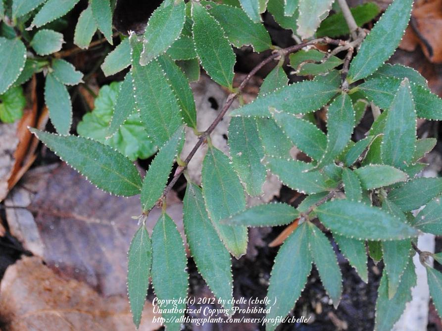 Photo of Slender Deutzia (Deutzia gracilis 'Nikko') uploaded by chelle