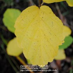 Location: My Northeastern Indiana Gardens - Zone 5b
Date: 2011-10-27
Gold Autumn leaves in zone 5.