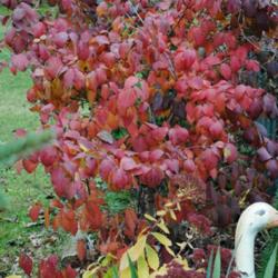 Location: My Northeastern Indiana Gardens - Zone 5b
Date: 2011-11-07
Good Late Fall Color.