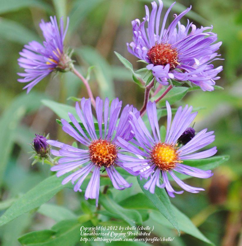Photo of New England Aster (Symphyotrichum novae-angliae) uploaded by chelle
