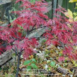 Location: My Northeastern Indiana Gardens - Zone 5b
Date: 2011-11-07
Red color brightens considerably in cooler late season temperatur