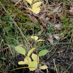 Location: My Northeastern Indiana Gardens - Zone 5b
Date: 2011-10-29
Young specimen;  changing to Autumn leaf color.