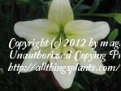 Thumb of 2012-01-16/magnolialover/57f281