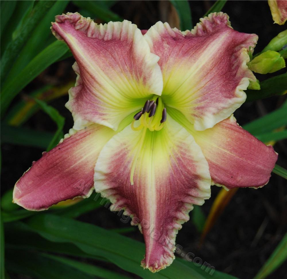Photo of Daylily (Hemerocallis 'Soul of the South') uploaded by Calif_Sue