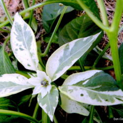 Location: Zone 5 Indiana
Date: 2010-07-08
Fish Pepper Flower