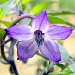 Location: Zone 5 Indiana
Date: 2011-06-16
Naga Jolokia Purple flower