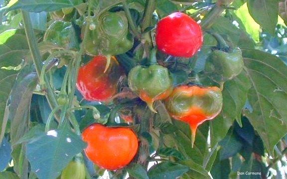 Photo of Habanero Pepper (Capsicum Chinense 'Habanero') uploaded by DanCarmona