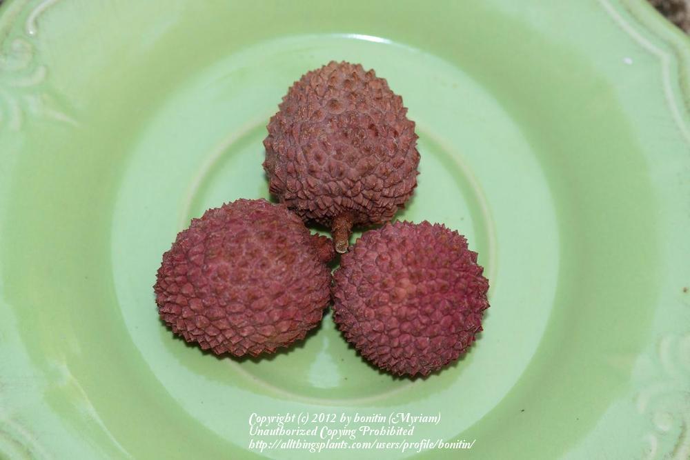 Photo of Lychee (Litchi chinensis) uploaded by bonitin