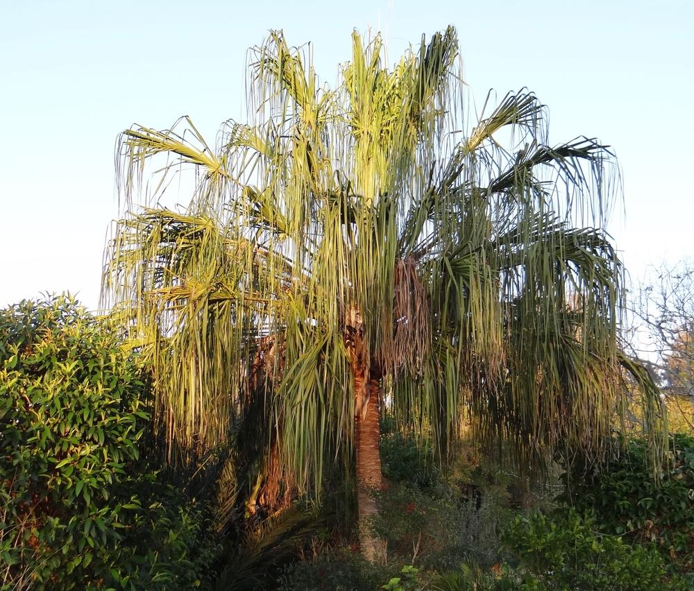 Photo of Ribbon Palm (Livistona decora) uploaded by hawkarica
