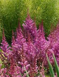 Photo of Chinese Astilbe (Astilbe rubra 'Maggie Daley') uploaded by vic