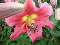 Photo of Lily (Lilium 'Satisfaction') uploaded by Calif_Sue