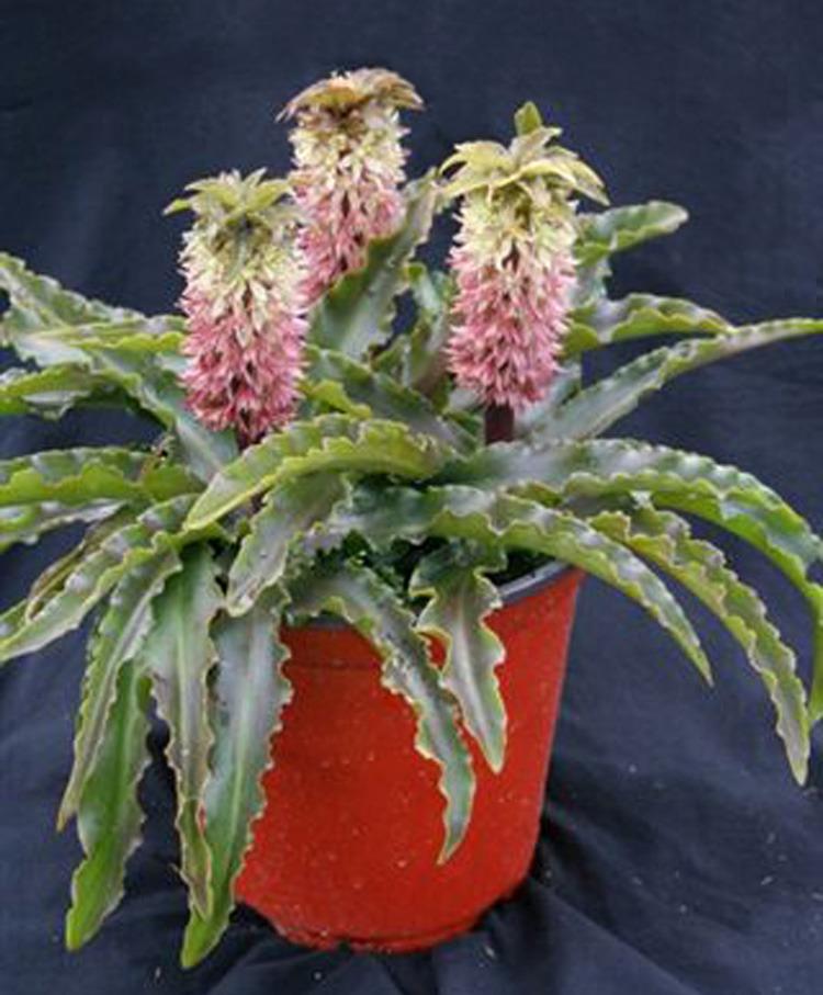 Photo of Pineapple Lily (Eucomis 'Tiny Piny Opal') uploaded by Calif_Sue