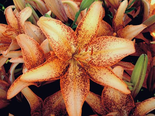 Photo of Lily (Lilium 'Kentucky') uploaded by Calif_Sue