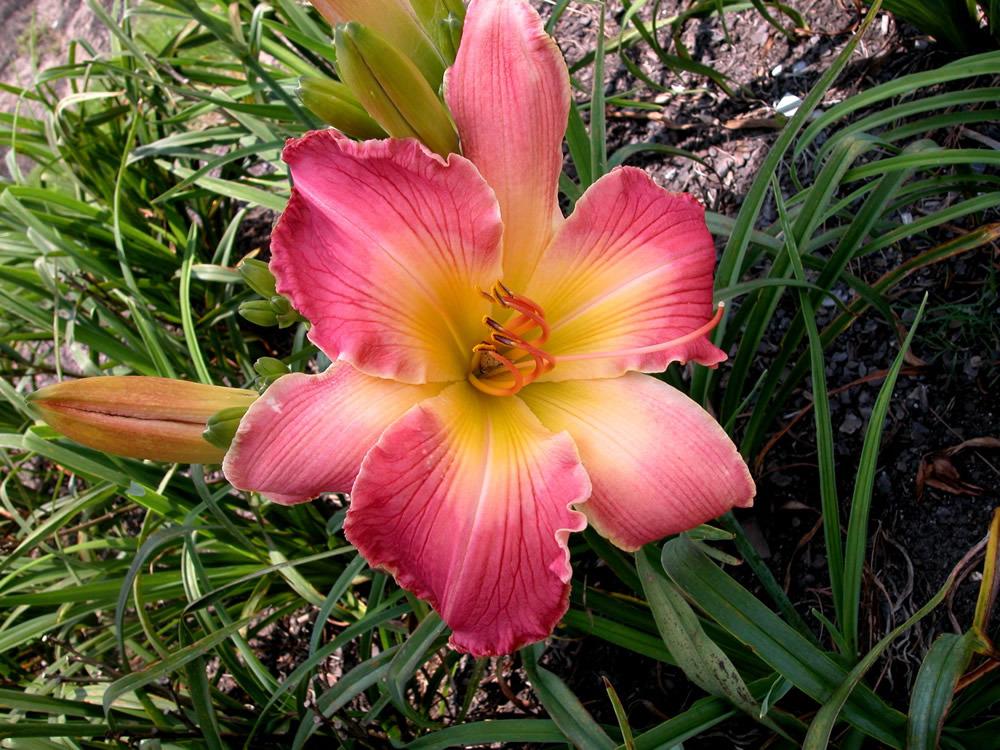 Photo of Daylily (Hemerocallis 'A Day of Rest') uploaded by Calif_Sue