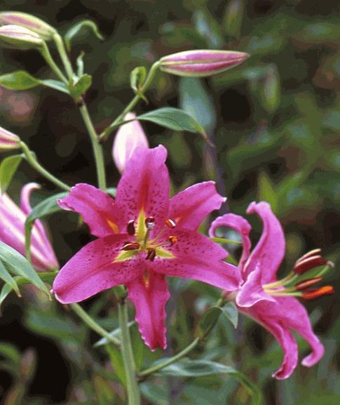 Photo of Lily (Lilium 'Acapulco') uploaded by Calif_Sue