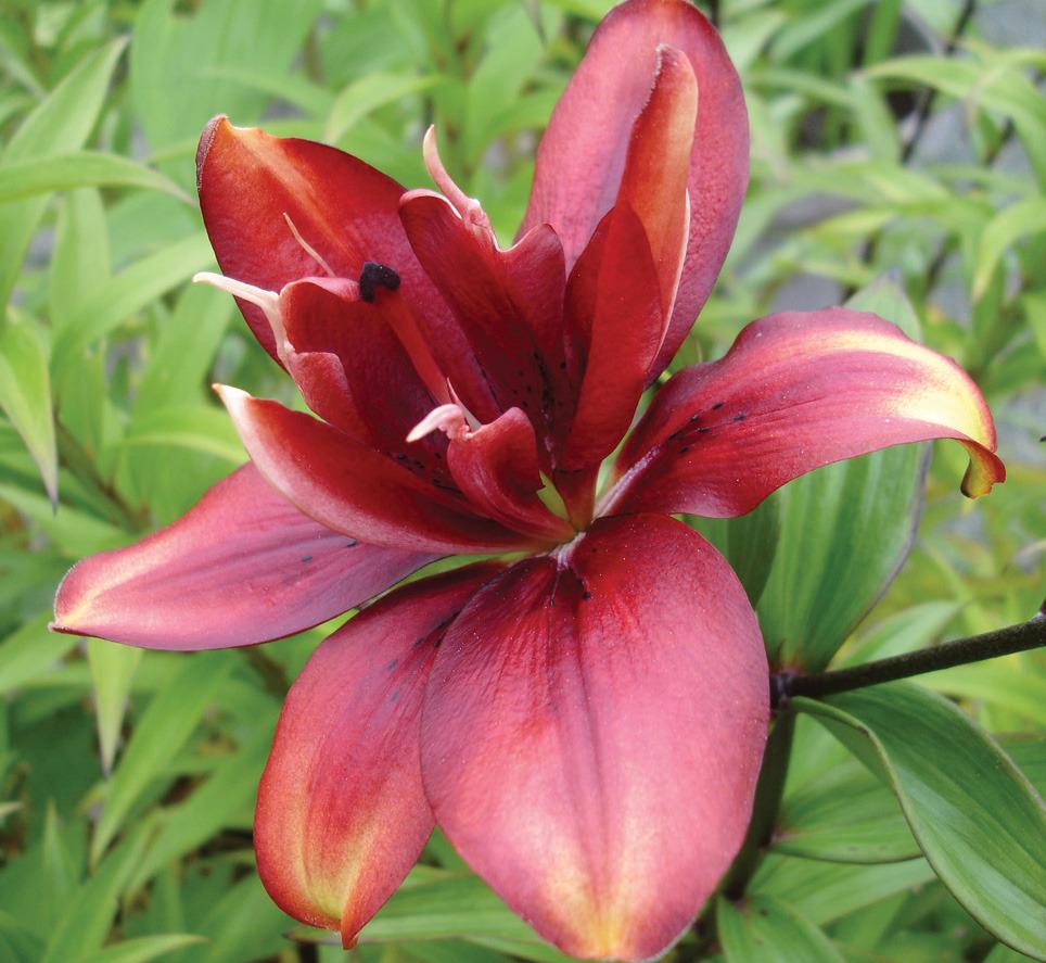 Photo of Lily (Lilium 'Cocktail Twins') uploaded by Calif_Sue