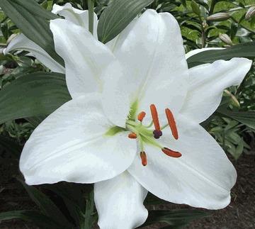Photo of Lily (Lilium 'Hacienda') uploaded by Calif_Sue