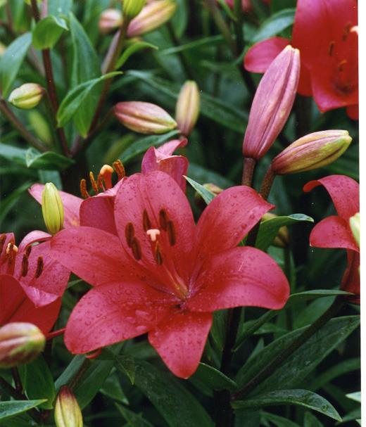 Photo of Lily (Lilium 'Fangio') uploaded by Calif_Sue