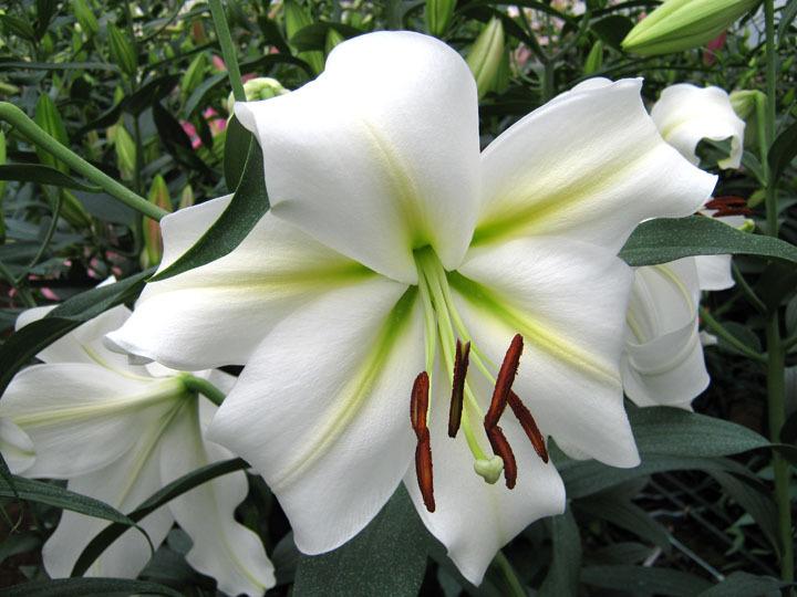 Photo of Lily (Lilium 'Gizmo') uploaded by Calif_Sue