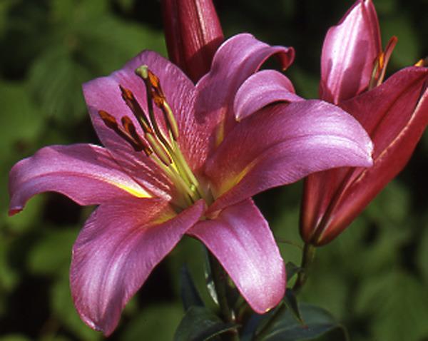Photo of Lily (Lilium 'Space Mountain') uploaded by Calif_Sue