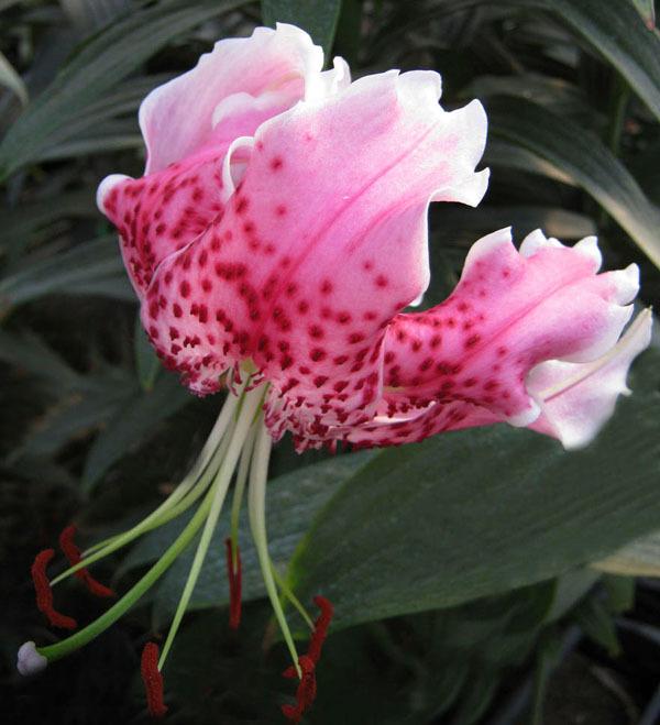 Photo of Rubrum Lily (Lilium speciosum var. speciosum) uploaded by Calif_Sue