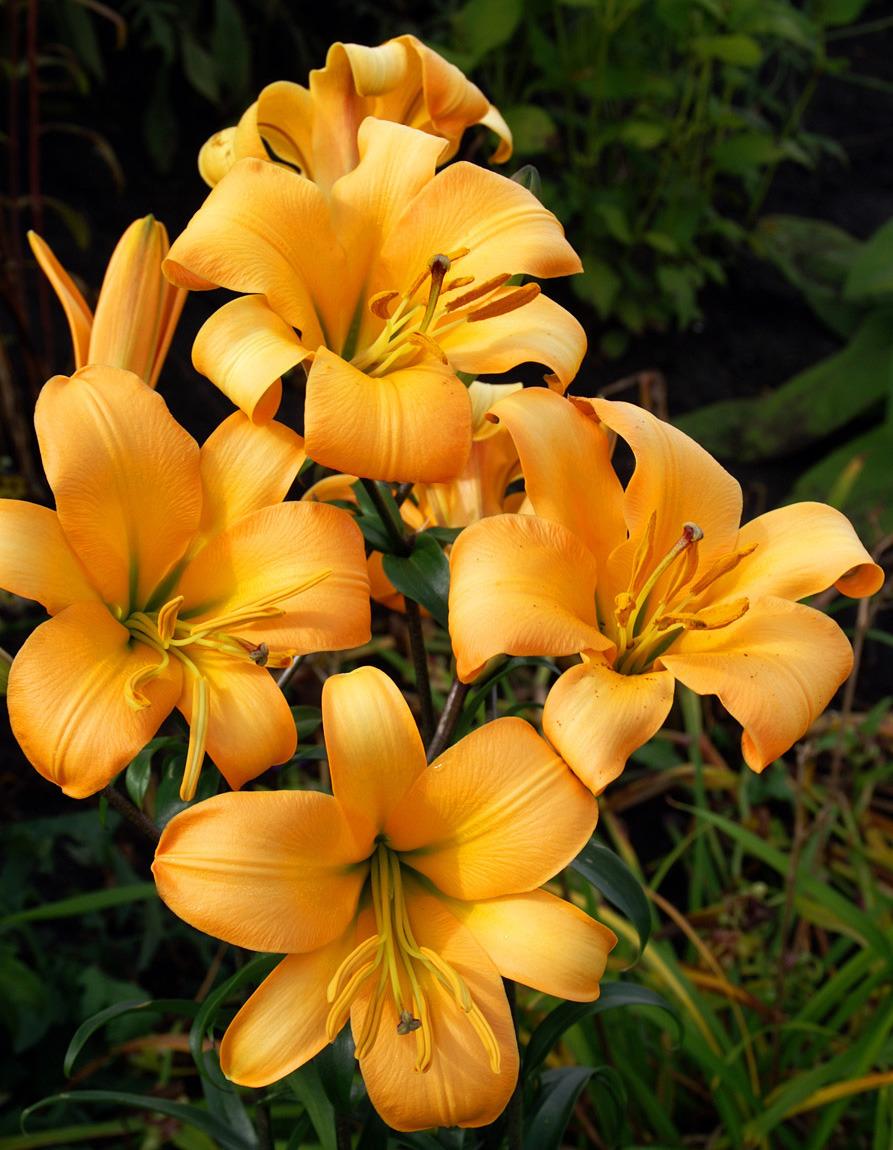 Photo of Lily (Lilium 'Copper Angels™') uploaded by Calif_Sue