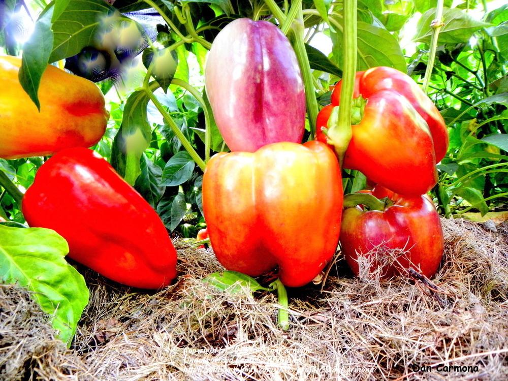 Photo of Bell Pepper (Capsicum annuum 'Tequila') uploaded by DanCarmona