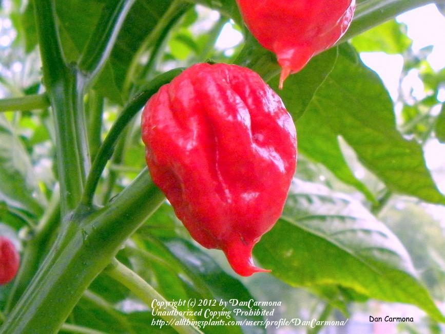 Photo of Hot Pepper (Capsicum chinense 'Trinidad Scorpion') uploaded by DanCarmona