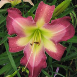Location: Little Garden of Big Dreams - Dayton, KY
Date: 2010
Love this daylily
