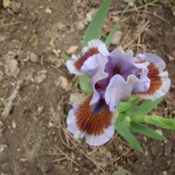 Location: My garden, Pleasant Grove, Utah
Date: 2011-05-15