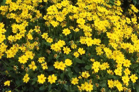 Photo of Dwarf Mouse-ear Tickseed (Coreopsis auriculata 'Nana') uploaded by vic