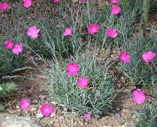 Photo of Cheddar Pink (Dianthus gratianopolitanus 'Feuerhexe') uploaded by vic